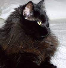 Buy and sell cats to buy on animals sale page 1. Chantilly Or Tiffany Cats Chantilly Or Tiffany Cat Breed Info Pictures Petmd Chantilly Cat Fluffy Black Cat Cat Breeds