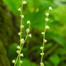 Image result for Vitellariopsis