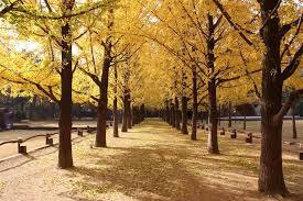 Sehingga, teman traveler bisa bebas. Kaki Travel Nami Island Korea Ketika Musim Luruh Facebook