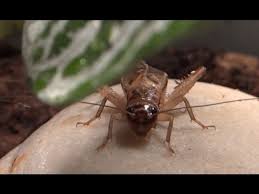 Cricket wireless arizona hours and locations. Adult Male House Cricket Chirping Youtube