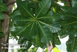 Image result for Barringtonia asiatica