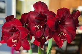 Amaryllis Growing Instructions