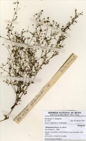 Image result for Oldenlandia herbacea