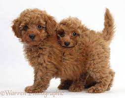 Dogs Two Cute Red Toy Poodle Puppies Photo Miniaturepoodle Poodle Puppy Toy Poodle Puppies Poodle Dog