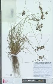 Image result for Cyperus tenax