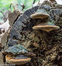Image result for Phellinus gilvus