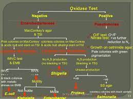 Enterobacteriaceae Identification In 2021 Microbiology Medical School Studying Medical Laboratory Science