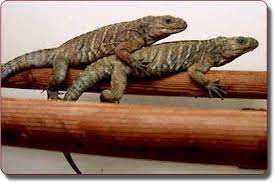 Two Baby Cuban Rock Iguana S I Call Them Chip And Dip Reptiles And Amphibians Iguana Animals