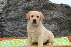 Basset hound puppies for sale. Labrador Mix Puppies For Sale Greenfield Puppies