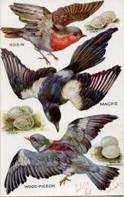 Birds And Their Eggs Pictures Robin Magpie Wood Pigeon Eggs Their Eggs Bird Art Bird Illustration Vintage Birds
