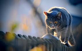 skachat oboi na rabochij stol 1920h1200 47868 cats british shorthair cats cat pics