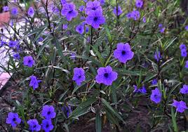 Pin On Flowers