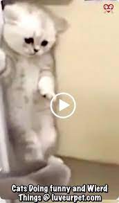 Cats Doing Weird And Hilarious Things Cats Animals Animallovers Catlovers Pets Petlovers Amazing Photograph Funny Cats Funny Cat Memes Super Cute Dogs