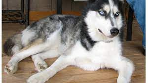 We also work with other affiliate programs so please assume all links are affiliate links. Jack The Siberian Husky Is Banned From Maryland But Why The Wichita Eagle
