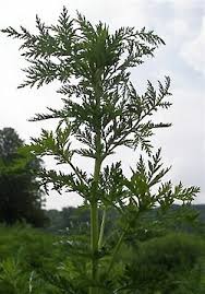 Image result for Artemisia sp.no.1