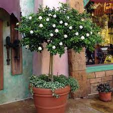 Double Blooming Gardenia Tree Gardenia Trees Fast Growing Trees Gardenia