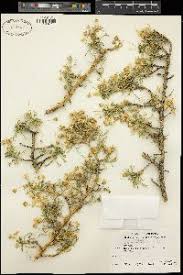 Image result for Euryops subcarnosus