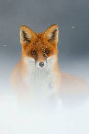 Download iphone x wallpapers hd, beautiful and cool high quality background images collection for your device. Fox Wallpaper Iphone Kolpaper Awesome Free Hd Wallpapers