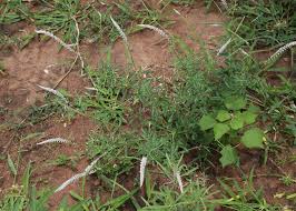 Image result for Hermbstaedtia