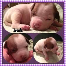 And they don't end up there because they're bad dogs. Pitbulls Puppies For Sale In Terre Haute Indiana Classified Americanlisted Com