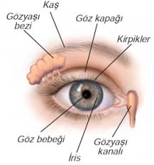 Sınıf fen bilimleri sunuları bölümünde bulunmaktadır. 7 Sinif Fen Bilimleri Duyu Organlarimiz Goz Konu Anlatimi Fenehli Com