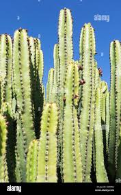 Image result for Euphorbia candelabrum