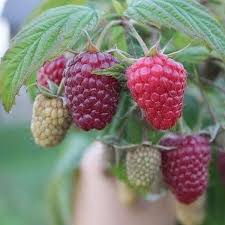 538 Begenme 15 Yorum Instagram Da Ali Kurt Meyvefidanim Polka Cinsi Ahududu Fidani Yediveren Bir Cins Olup Raf Omru Uzundur In 2020 Raspberry Fruit Strawberry
