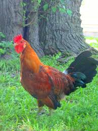 The sicilian buttercup lays only a few small eggs, it isn't particularly friendly, it is fidgety and prone to flying out of its yard and into nearby trees and it is nervous and skittish. Sicilian Buttercup Backyard Chickens Learn How To Raise Chickens