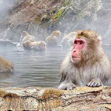 Jigokudani Monkey Park In Japan Is Home To Japanese Macaques Or Snow Monkeys These Wi Jigokudani Monkey Park Snow Monkeys Japan Monkeys In Hot Springs