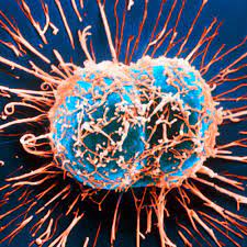 Most cells in the human body just go about their business on a daily basis in a fairly respectable way let's say that i have some cell here this could be infrequent and i don't know the exact frequencies at which mutations occur i suspect it's of different frequencies and different types of tissues there are on. The Difference Between Mitosis And Meiosis