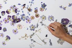How to dry flowers to get the best color, cut flowers just before they are fully open, then tie them in bundles, and hang them upside down in a dry, dark, warm location. Pressed Flower Tips And Tricks From Our Studio Paperless Post Blog