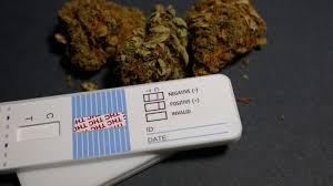 What can i drink to pass a drug test. Marijuana And The Workplace What S New For 2020