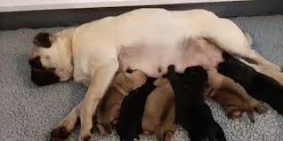 Contact oregon pug breeders near you using our free pug breeder search tool below! Acq3w2q1lwpw3m