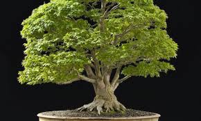 And that is how you repot a bonsai. Der Bonsai Blog Bonsai Empire
