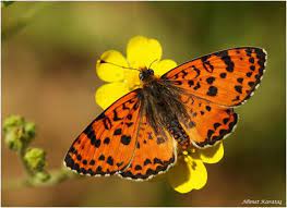 Mariposas Hermosas Y Fascinantes Butterfly Animals Insects