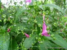 Image result for Strobilanthes hamiltoniana