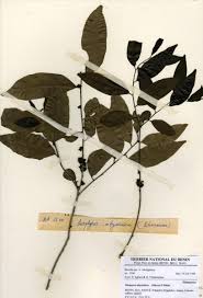 Image result for Diospyros abyssinica