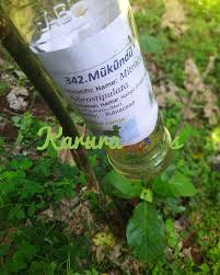 Image result for Mitragyna rubrostipulata