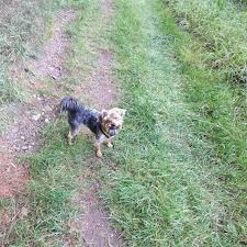 You can also see an actual whelping happen live. Why Are Yorkie S Tails Docked Quora