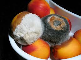How can you tell if butter is spoiled? How To Tell When It S Safe To Eat Around Moldy Food Invisiverse Wonderhowto
