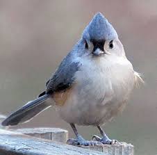Birds Native To Virginia Tufted Titmouse Titmouse Bird Titmouse Backyard Birds