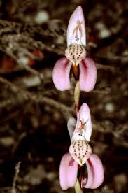 Image result for Disperis katangensis