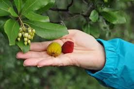 Check spelling or type a new query. Strawberry Tree Flower And Fruit At The Same Time