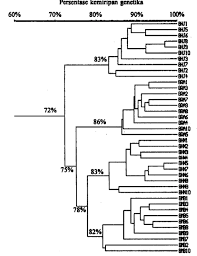 Sejarah genogram genogram pertama kali diperkenalkan oleh murray bowen pada tahun 1950 sebagai alat yang digunakan dalam terapi keluarga (peluso, 2003: Kemiripan Genetika Empat Populasi Kelapa Genjah Berdasarkan Pada Random Amplified Polymorphic Dna