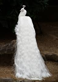Zum ende der geschichte fordern die schlümpfe dem vogel ihre wünsche ab, im gegensatz zu l'œuf et les schtroumpfs agieren sie nun sehr besonnen und angemessen. Hintergrundbilder Weiss Schnee Winter Pfau Kleid Pelz Hochzeitskleid Kleidung Braut Textil Brautkleid 2941x4165 407727 Hintergrundbilder Wallhere