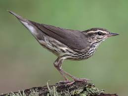 Image result for Hyparrhenia niariensis