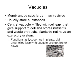 In fact, specialized compartments called organelles exist within eukaryotic cells for this purpose. Eukaryotic Cells Structure Of Eukaryotic Cells Nucleus Contains