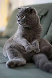 Scottish Fold Cats Sometimes Like To Stay In Strange Positions Buddha Position Is The Most Favorite Position Goruntuler Ile Scottish Fold Hayvan Hayvanlar