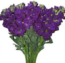 We did not find results for: 12 Purple Flowers You Should Know First Come Flowers