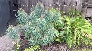 The dos and don'ts of pruning euphorbia. Spurge Spring Clean Up Euphorbia Characias Glacier Blue Wulfenii Shorty Youtube